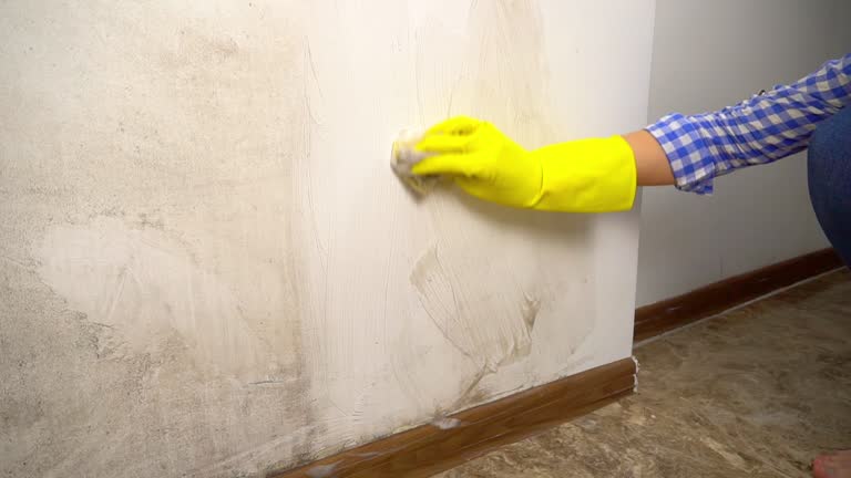  St Cloud, FL Mold Removal Pros