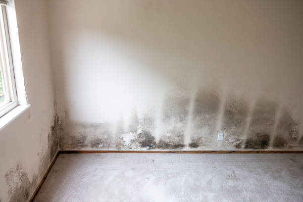 Best Mold Damage Restoration  in St Cloud, FL