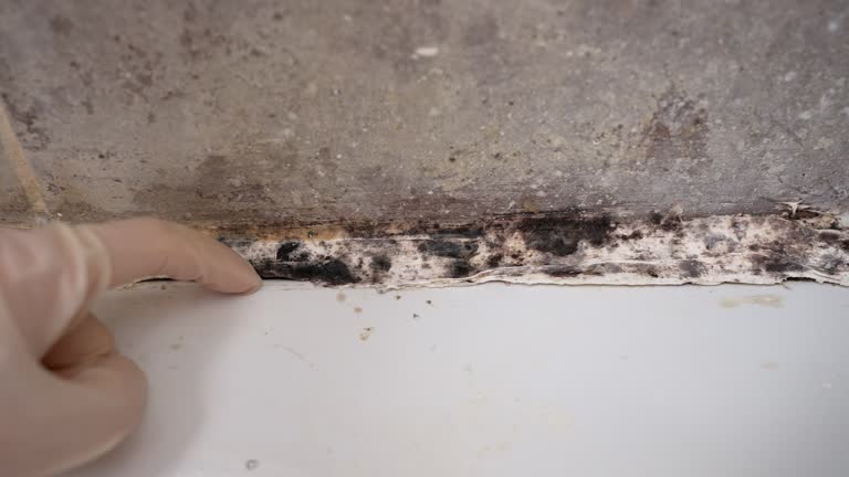 Best Black Mold Removal  in St Cloud, FL