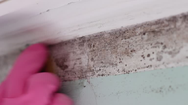 Mold Remediation for Vacation Homes in St Cloud, FL